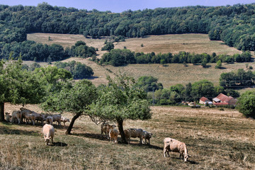 Bourgogne