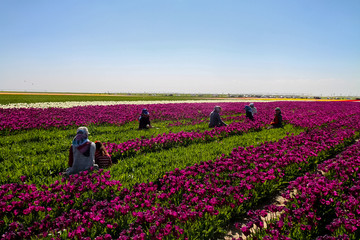 Konya, Turkey-April 17 2019: Women workers in tulip fields, tulip farm