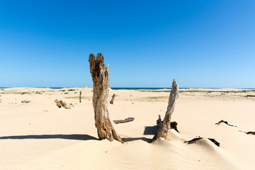 Sand Dune by the sea, Anna Bay Australia