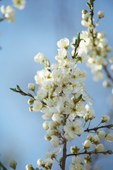 White flowers of apricot tree in spring