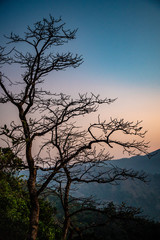 silhouette of a tree at sunrise- bisle ghat view point, KA India