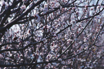 Branches of cherry tree with pink flowers