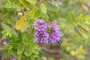 flores lilás no jardim