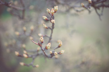 Flowering pear tree branch in the spring garden.