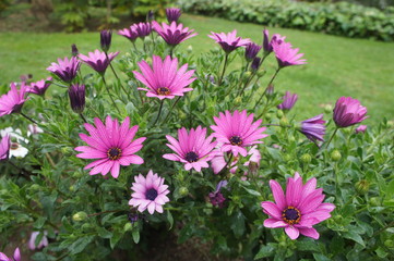 flores cor de rosa no jardim