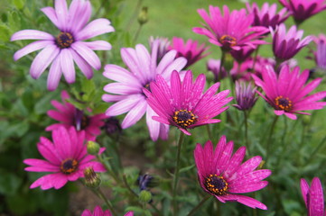 Fototapeta premium flores cor de rosa no jardim