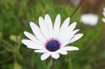 flor branca e roxa no jardim