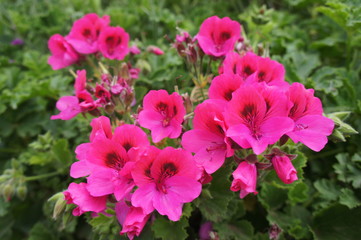 flores cor de rosa no jardim