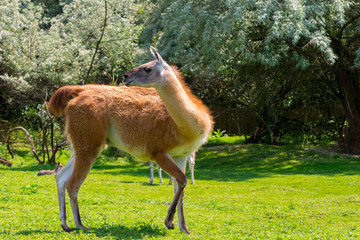 Adult guanaco full body in green environment © belizar