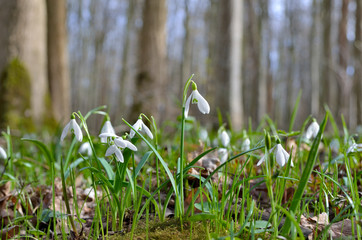 First snowdrops in the forest in spring