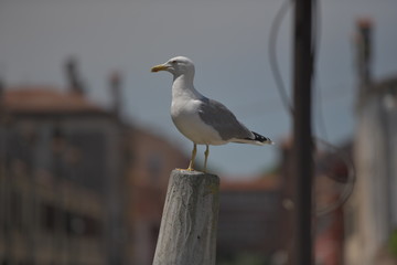 seagull on post
