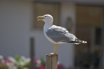 seagull on post