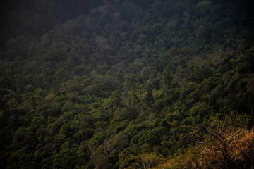 forest in the mountains- Bisle ghat view point, KA India