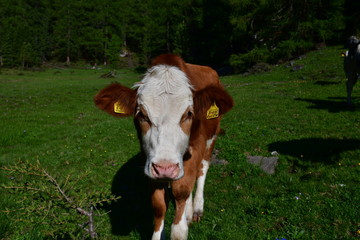 cow in field