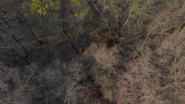 Park and city aerial panorama view trees without leaves high rise buildings tilt camera movement Kyiv Ukraine