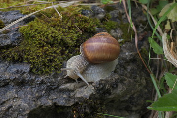 snail