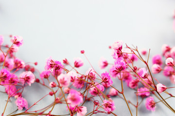 purple flowers on a blue background top view
