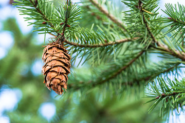 pine cone on the tree