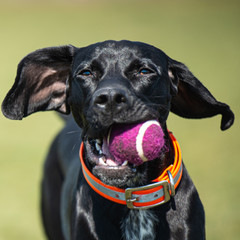 Black dog running with  ball in mouth