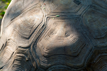 Shell of an old African giant tortoise