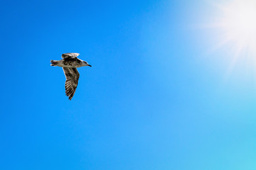 bird flying against the blue sky