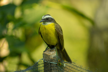 Pajarito descansando en el patio de mi casa