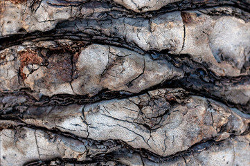 African tree bark background