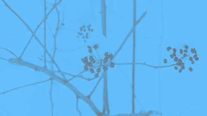 Blue abstract background with dry plants pattern. 16:9 panoramic format