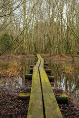 Wooden planks in footpath in nature reserve