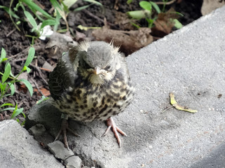 young chick of a thrush of fieldfare sits on a concrete border on a blurry background