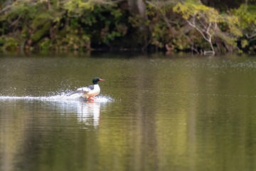 A picture of a male common merganser touching down to the lake.  Vancouver  BC  Canada