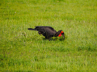 The southern ground hornbill (Bucorvus leadbeateri, formerly Bucorvus cafer) picks something up for eating in Serengeti Nationalpark