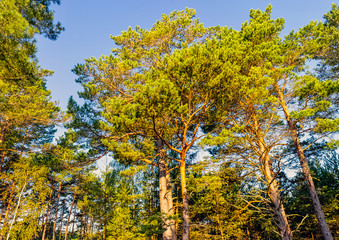 Polish wild forest - Slowinski National Park, Poland