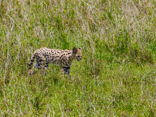 The serval (Leptailurus serval) walking through the green high grass of the savannah of the Serengeti Nationalpark