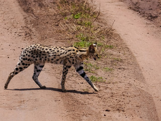 The serval (Leptailurus serval) crossing the street through the savannah of the Serengeti Nationalpark