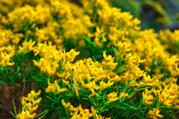 beautiful yellow flowers in the mountain in the middle of the nature