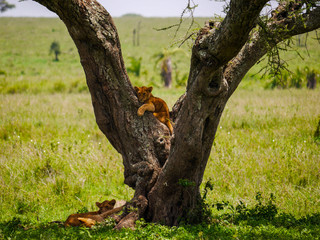 Lion cubs (Panthera leo) relaxing in and under a acacia tree, sleeping in the shadows