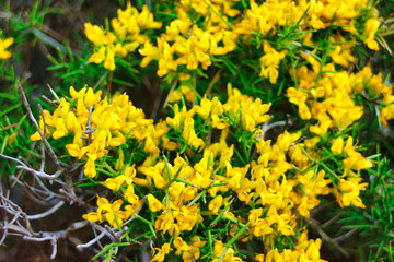 beautiful yellow flowers in the mountain in the middle of the nature