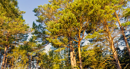 Polish wild forest - Kampinos National Park, Poland