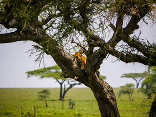 Fototapeta na wymiar Lioness (Panthera leo) lying on a branch of an acacia tree, sleeping in the shadows