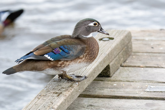 A picture of a female wood duck perching on the deck.  Vancouver  BC  Canada