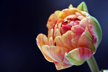 Beautiful exotic tulip flower - Wundervolle einzelne Blüte einer gefuellten Tulpe