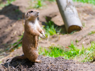 Black-tailed prairie dog is standing at the hole