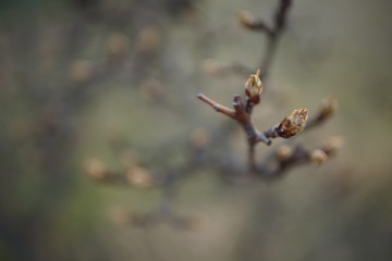 blooming pear tree branch closeup in the spring garden.