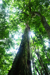 Fototapeta premium Bosque