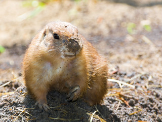 Black-tailed prairie dog with soil on its nose