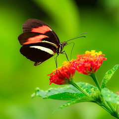 Butterfly on Lantana camara flower