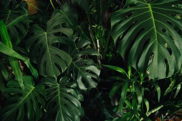 Fototapeta na wymiar Background from a lot of green leaves