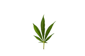 Cannabis leaf, green medical marijuana plant isolated on white background