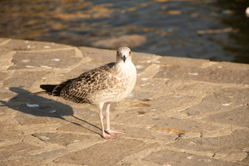 seagull on the sand